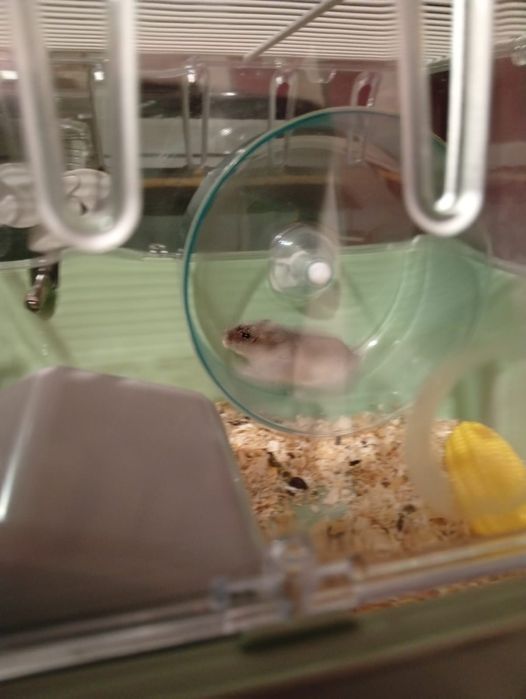 Продам клітку з хом'яком