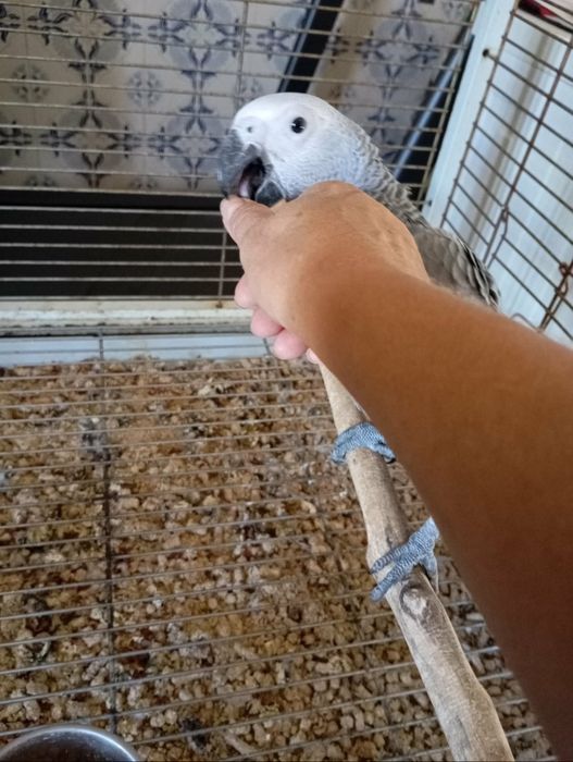 Papagaio cinzento