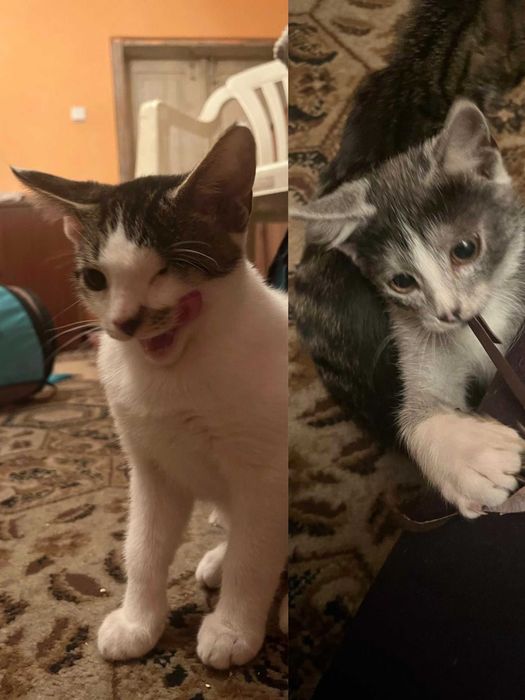 2 nierozłączne kocięta Ash i Jack szukają domu, Koło