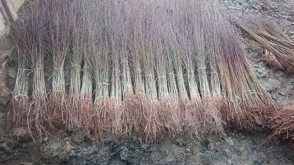 Podkładka Colt, Ałycza, gruszka KONFERENCJA pigwa s1