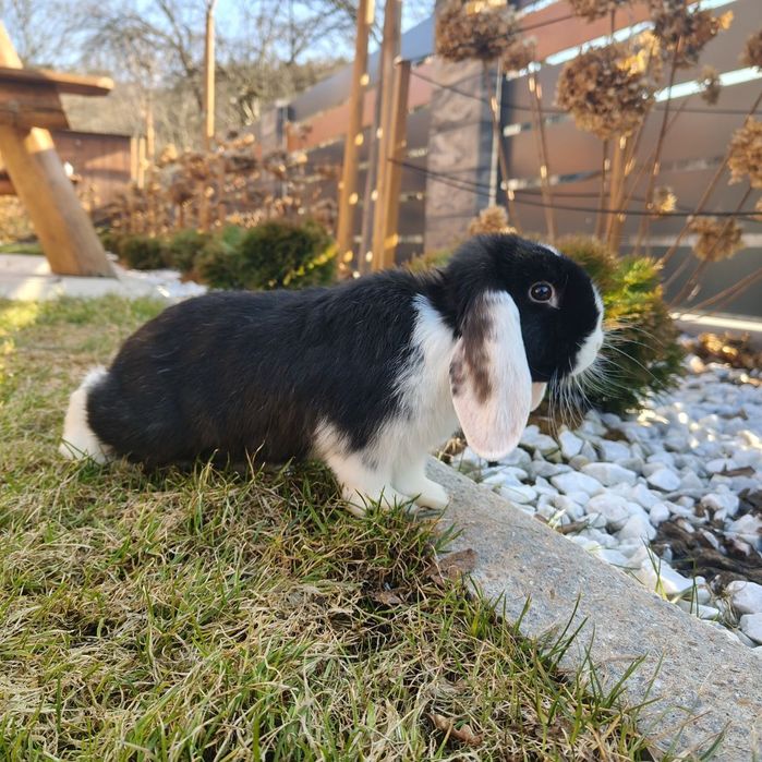 Mini Lop z  Hodowli Kraków