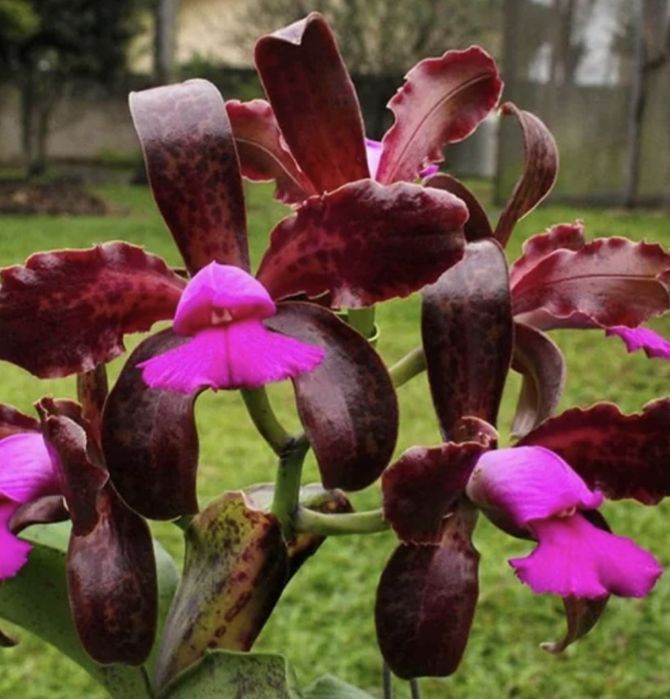 Можевельник Вергинско; Хоста голубая;Cleisostoma Arietinum