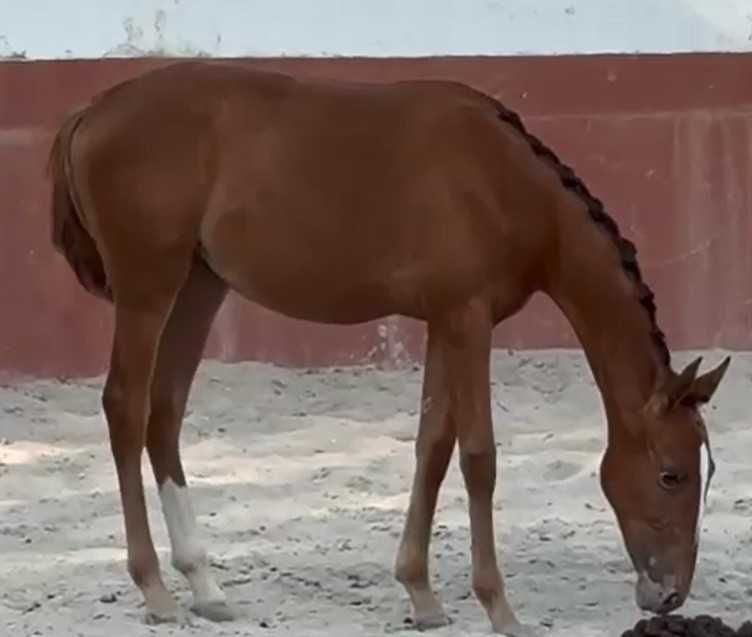 Poldra Luso Warmblood desportiva com 1.5 anos