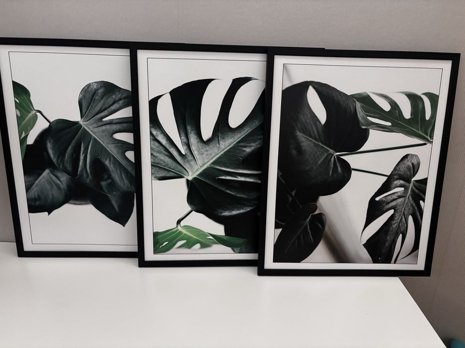 Zestaw plakatów monstera 3 szt