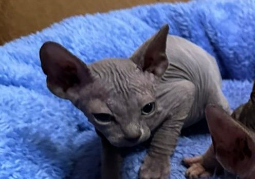 Канадські малюки