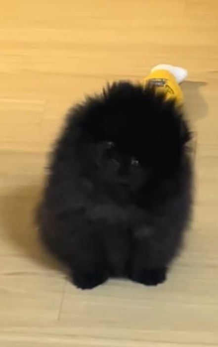 Okazja!!! Mini miś pomeranian