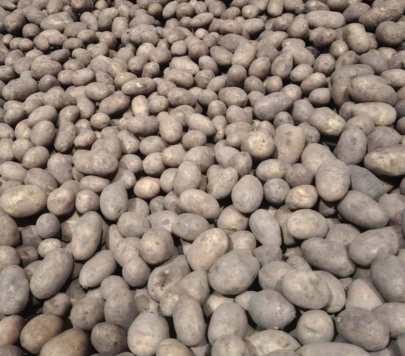 Ziemniaki po 0,60gr  bardzo pyszne