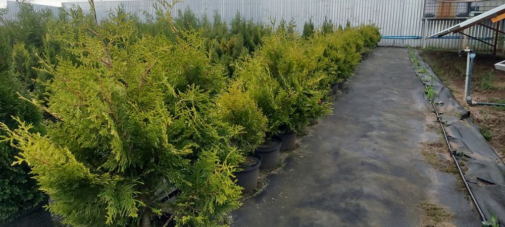 Туя Брабант Смарагд - 1.-5м