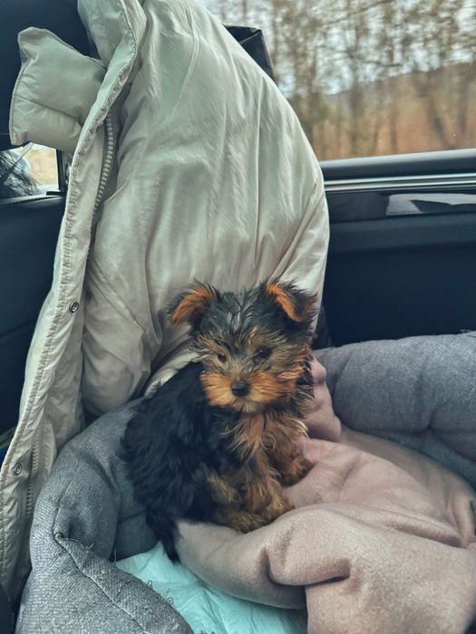 Йорк міні дівчинка преміум