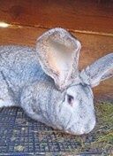 Самки та самці кролів  велетнів  Шиншилового окрасу