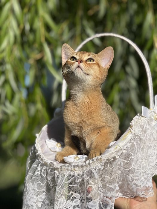 Лагідний та ніжний хлопчик