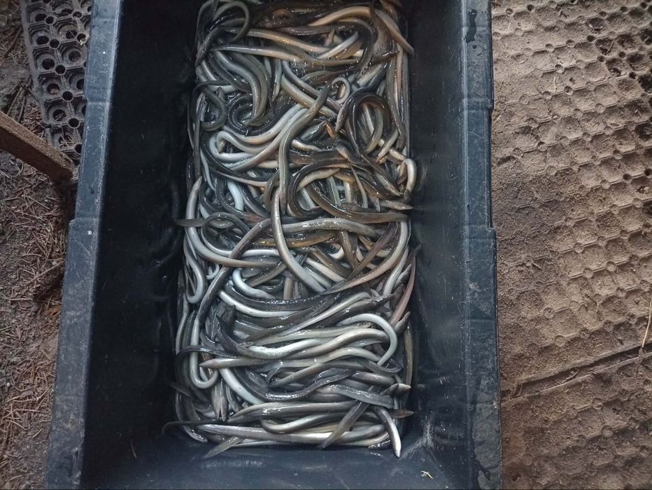 Sandacz amur jesiotr karp koi karaś
