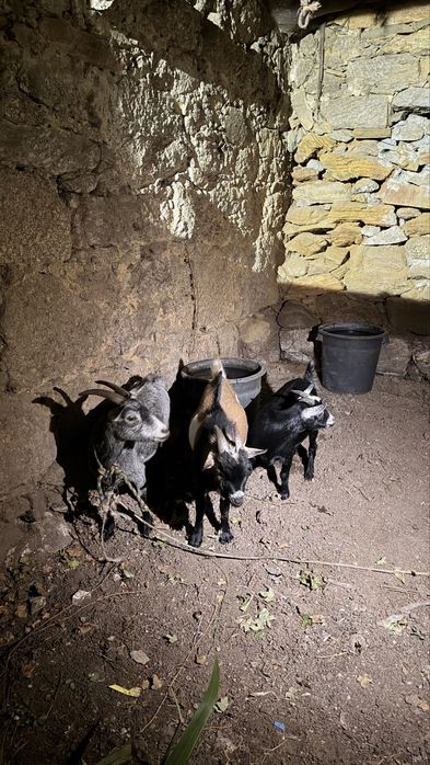 Vendo 2 cabras prenhas + 1 bode