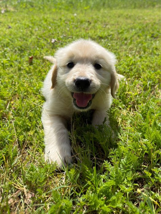 Golden Retriever qualidade!!