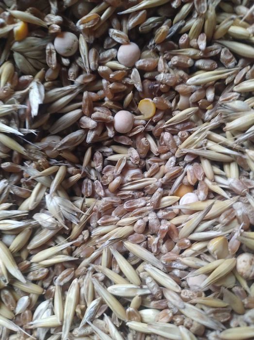 Sprzedam Mieszankę Zbozowa z domieszką Grochu na Pasze