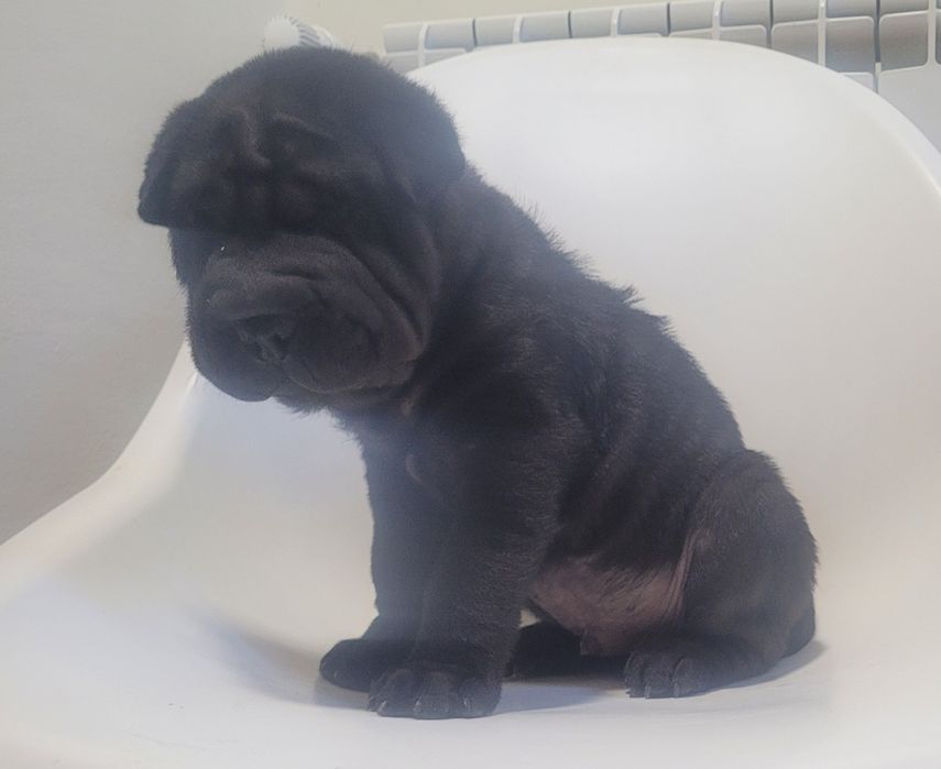 Sharpei macho bebé