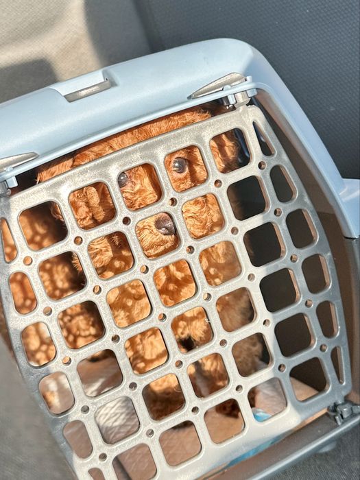 Перевозка животных котов собак по Украине Европе перевезення тварин