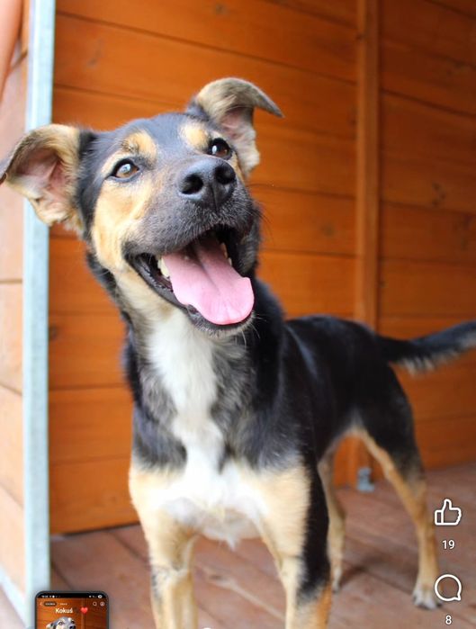 Kokuś 2letni średniak do adopcji, pokochaj