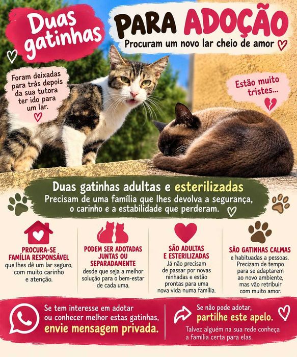 Gatinhas para adoção responsável