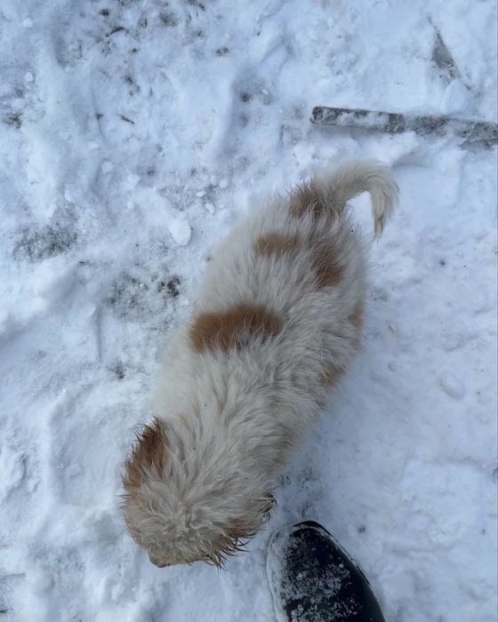 Цуценята шукають дім (від 22.10) - хлопчик