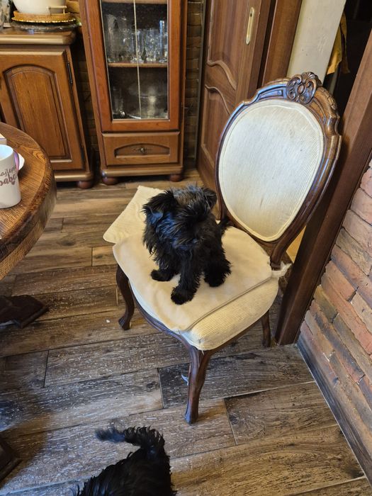 Sprzedam yorka black 8