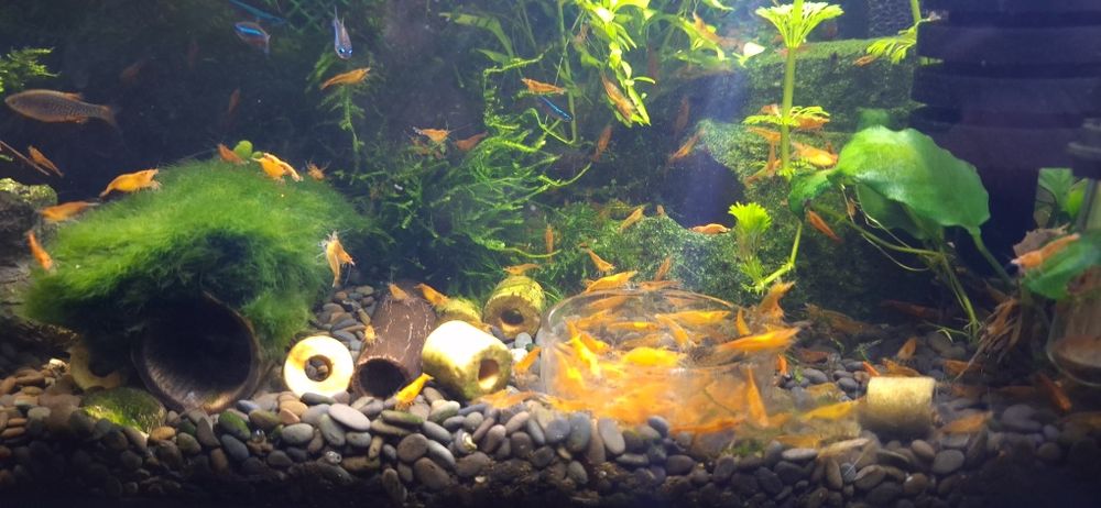 Krewetka Neocardina Orange Sakura