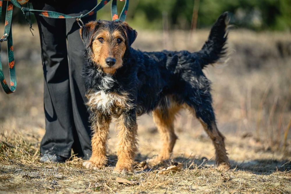 Walenty- mix teriera śliczny do adopcji