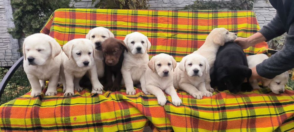 Предлагается к продаже щенок лабрадора ретривера!
Щенки имеют:
• Meтри