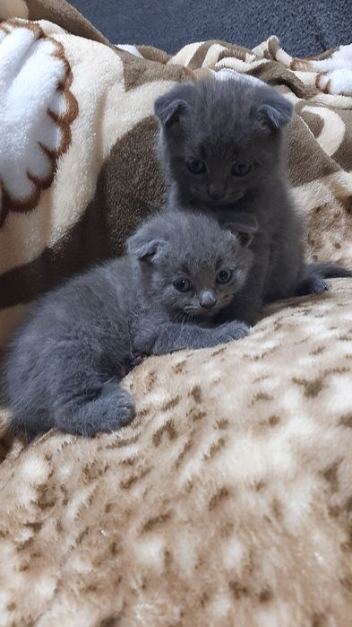 Висловухі  кошенята