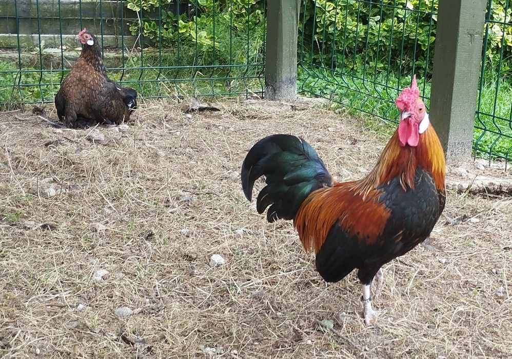 Bantamki Bantamka mała kurka ozdobna