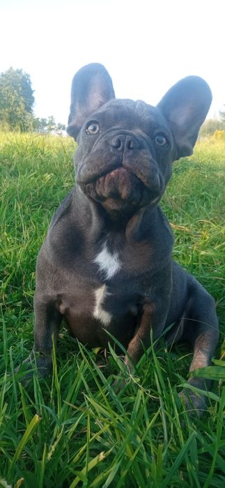 Бульдоги де франсе