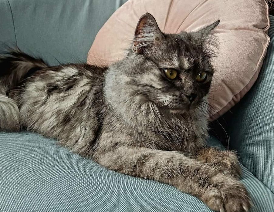 Rezerwacja Rea - kotka brytyjska dlugowlosa