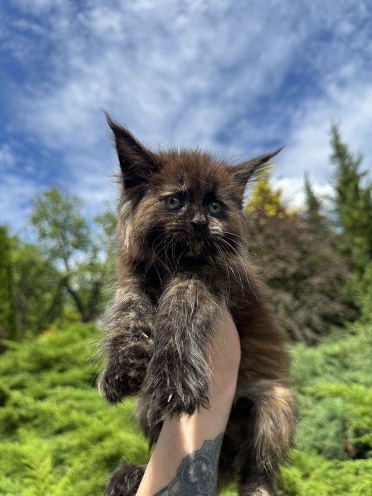 Мейн-Кун Девочка Black Smoke Tortie