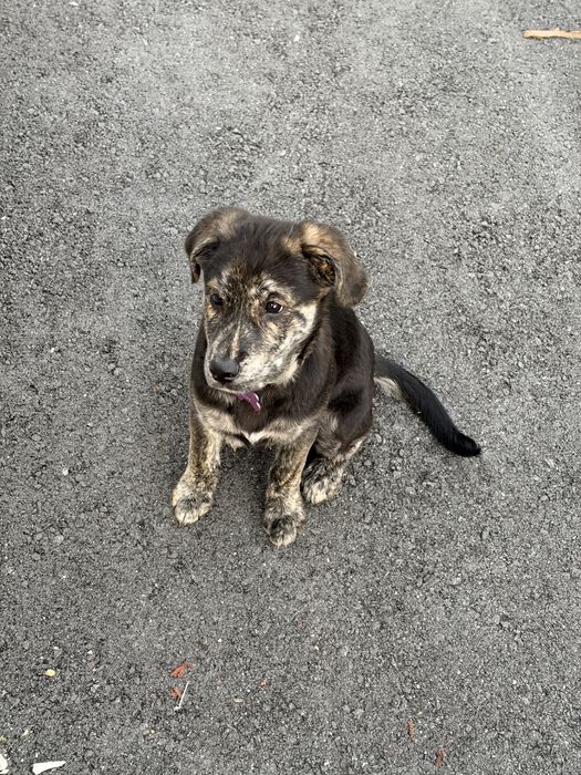 Doaçāo Cachorro Fêmea