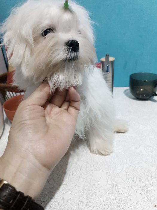 Мальчики мальтезе