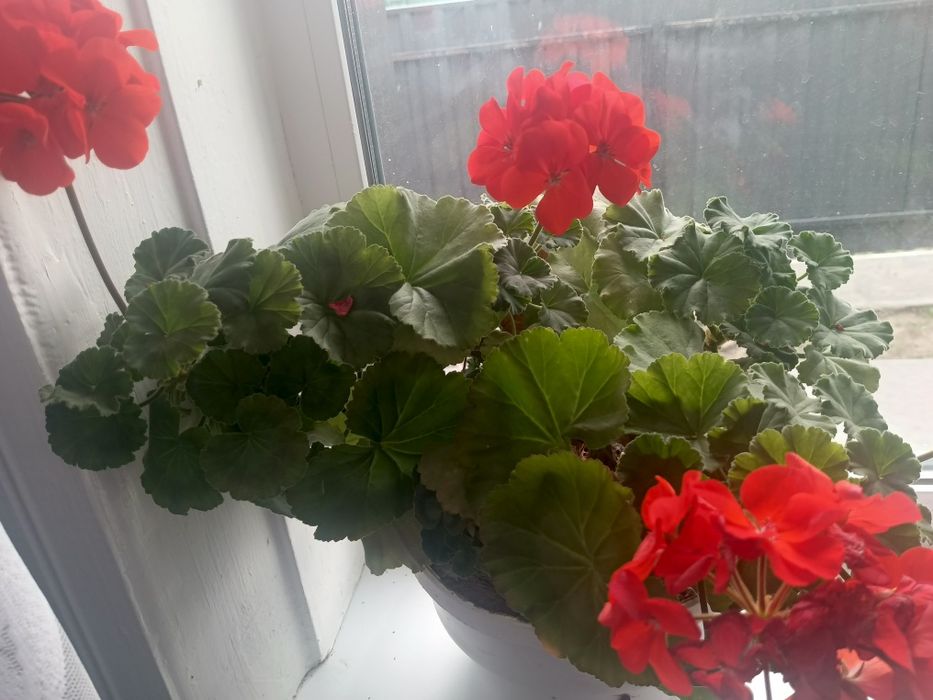 Продам кімнатні квіти