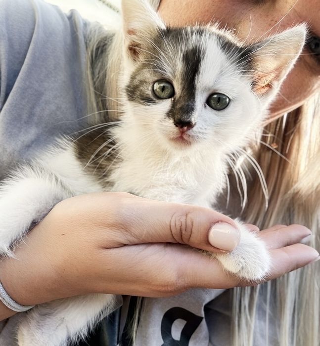 Кошенятка віддам