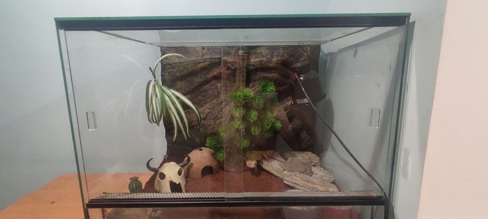 Gekon lamparci z terrarium