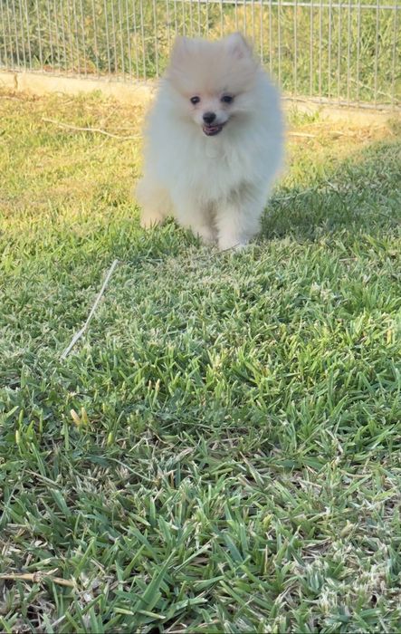 Lulu da Pomerânia menino Micro Miniatura