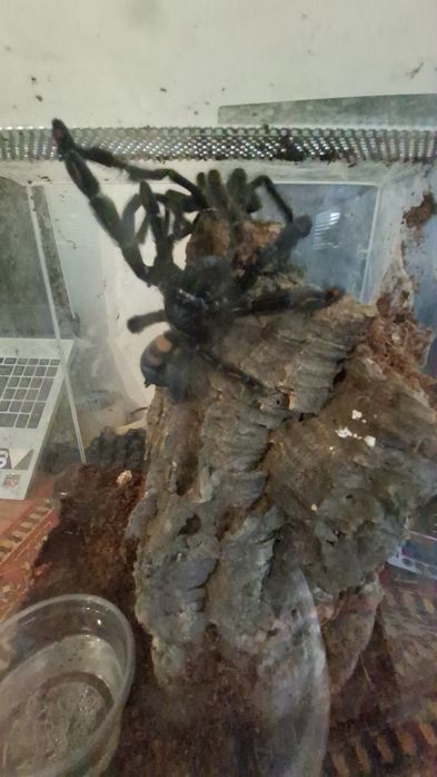 Psalmopoeus irminia adult