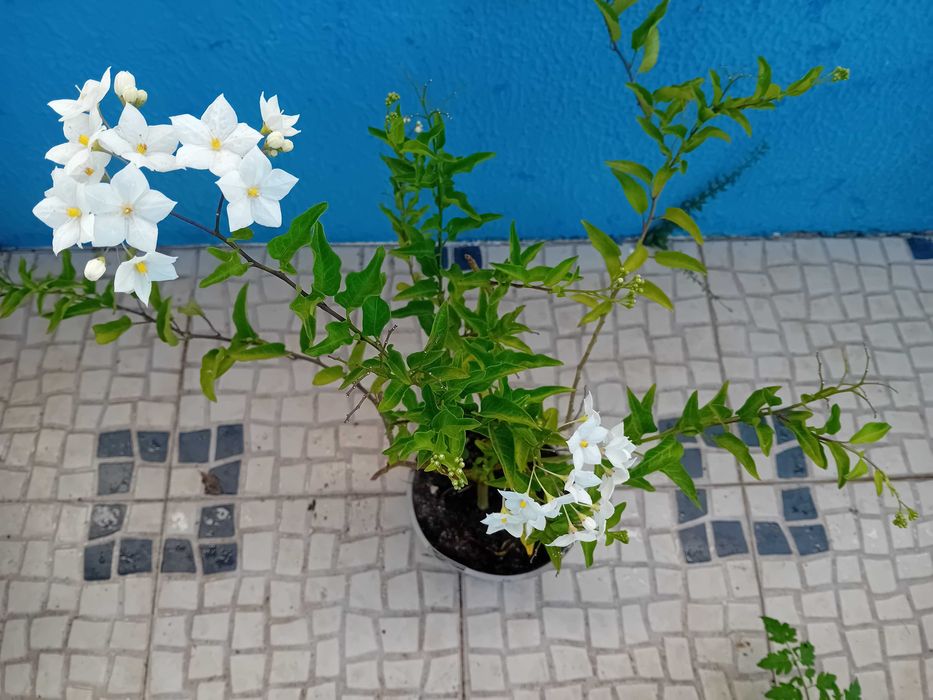 Trepadeira Solanum Jasminoides erva moura