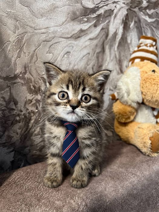 Шотландський котик хлопчик скотіш страйт