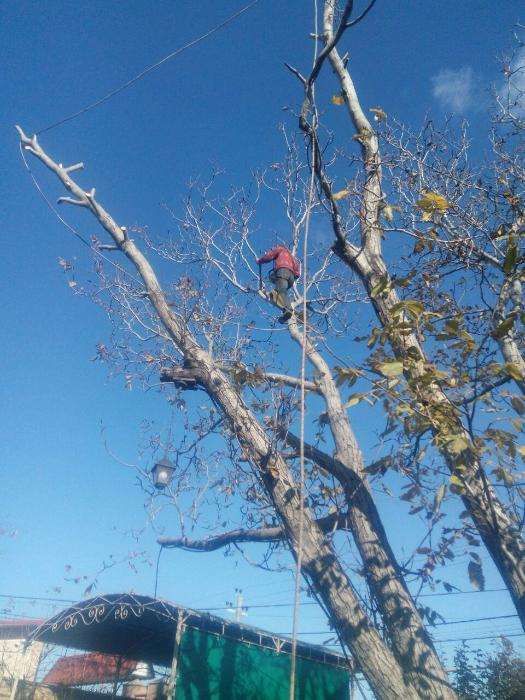 100% аккуратно спилить дерево любой величины