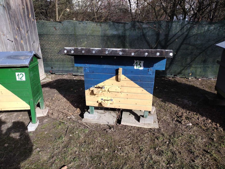 Ule warszawskie zwykłe