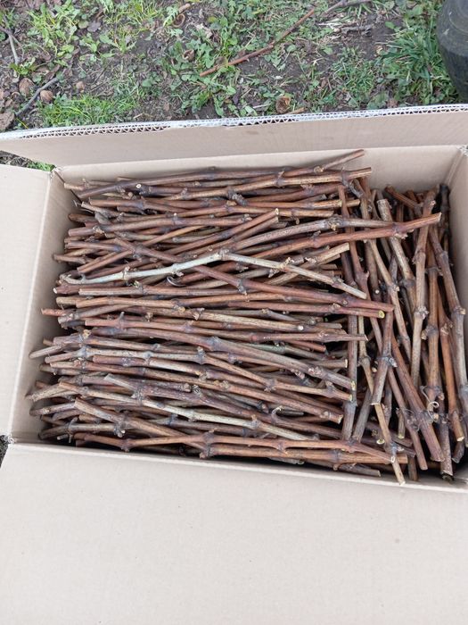 Sztobry winorośli winogron.