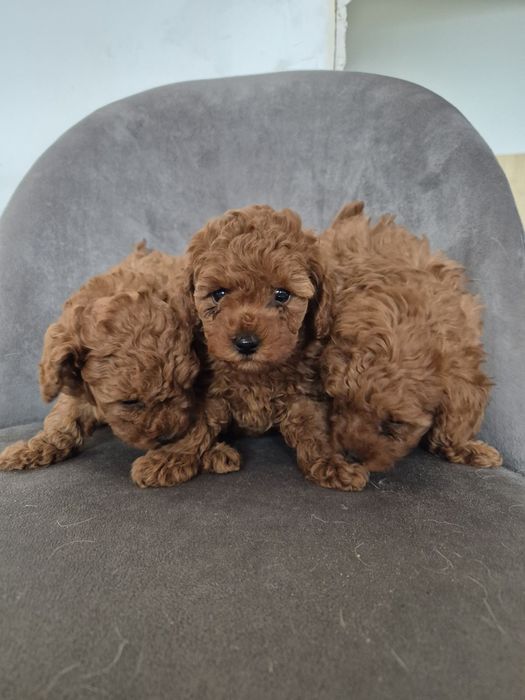 Дівчатка тои пуделя.