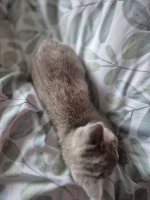 Kocurek Brytyjczyk  Liliowy.