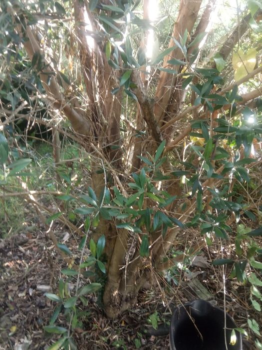 Venda oliveiras  k dão azeitonas