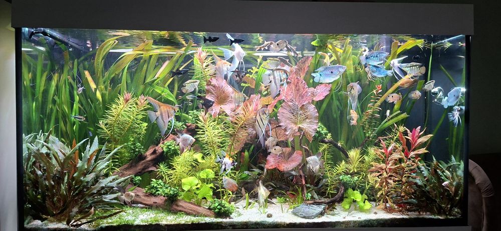 Akwarium juwel 350 l rio + 2x belka helialux + co2