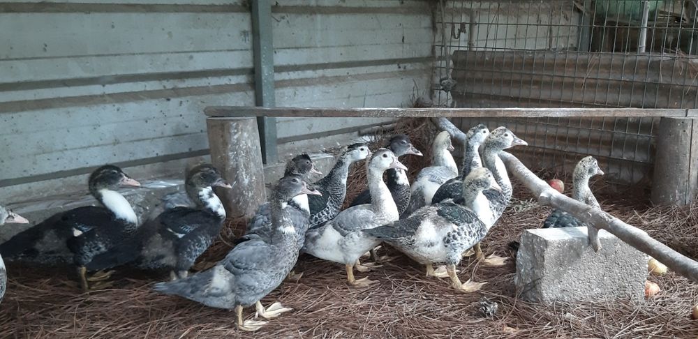 Patos mudos disponíveis